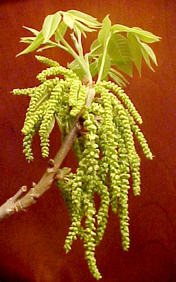 Pecan flowers