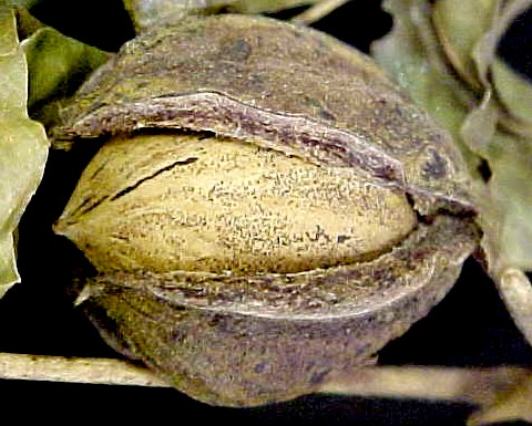Pecan mature nut