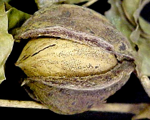 Pecan mature nut