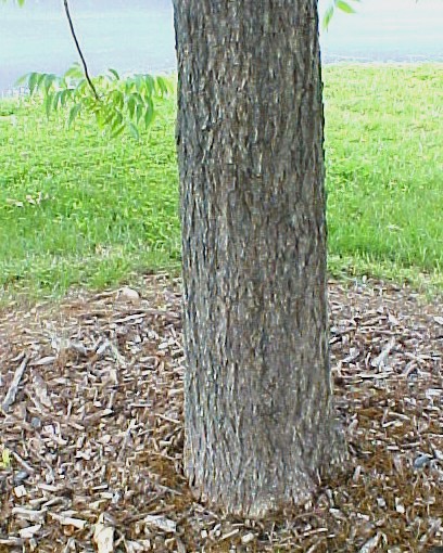 Pecan trunk