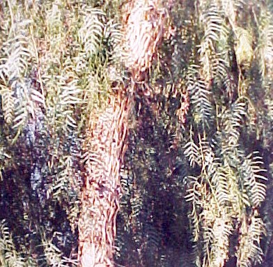 01_Pepper Tree trunk