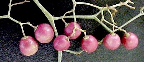 Pepper Tree fruit close-up