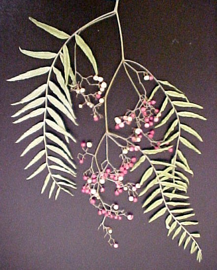 Pepper Tree fruiting twig