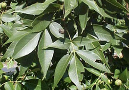 01_Carya_glabra_foliage_NC_092408