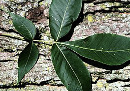 Carya_glabra_NRCS-1