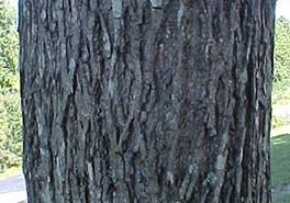 Carya_glabra_bark_NC_092408
