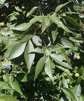 Carya_glabra_foliage_NC_092408