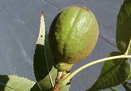 Carya_glabra_maturing_fruit_NC__092408