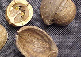 Carya_glabra_nuts_NC_092408