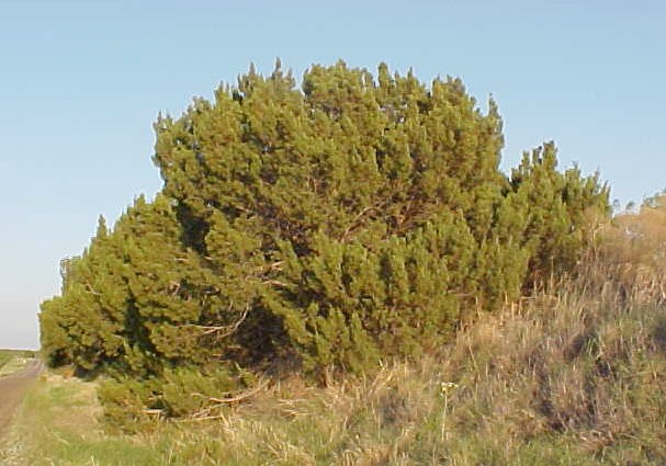 01_Pinchot