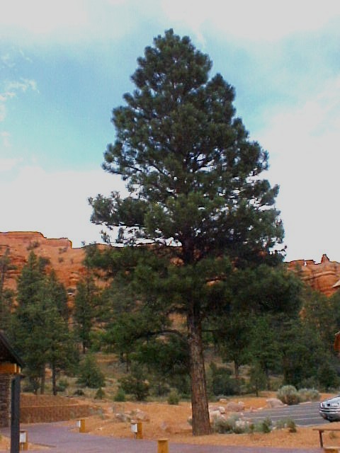 01_Ponderosa Pine tree