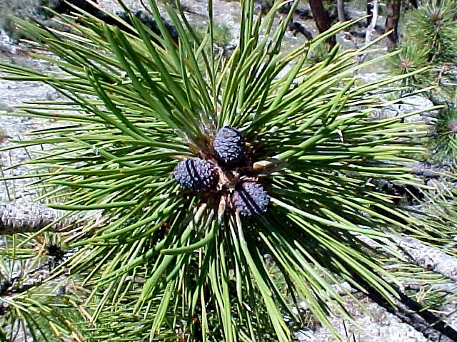 Ponderosa Pine foliage and immature female cones