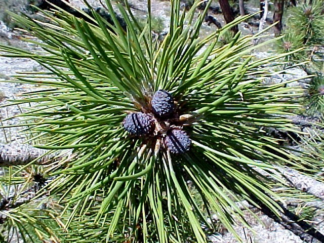 Western White Pine Allergy Info