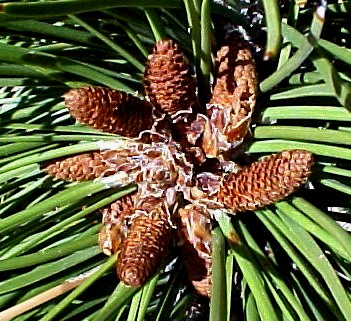 Ponderosa Pine male cones