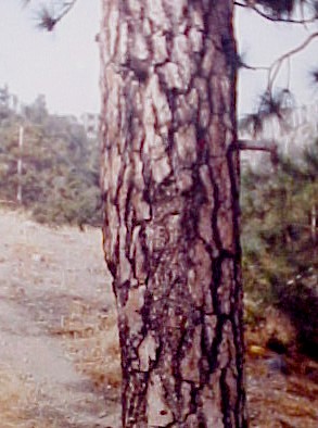 Ponderosa Pine trunk