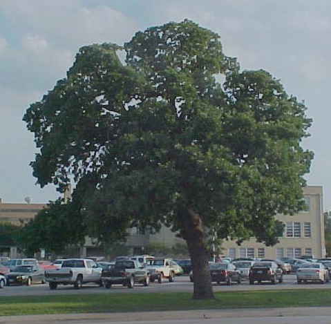 01_Post Oak tree