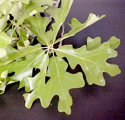 Post Oak leaves