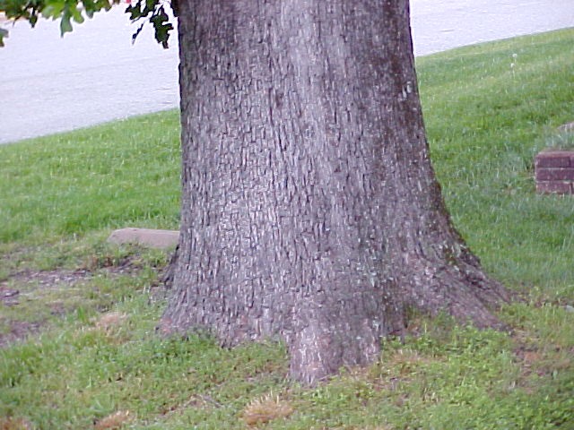 Post Oak trunk