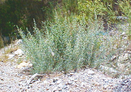 01_Prairie Sagebrush stand