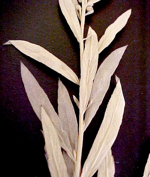Prairie Sagebrush leaves