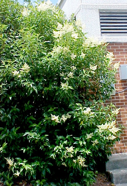 01_Privet blooming shrub
