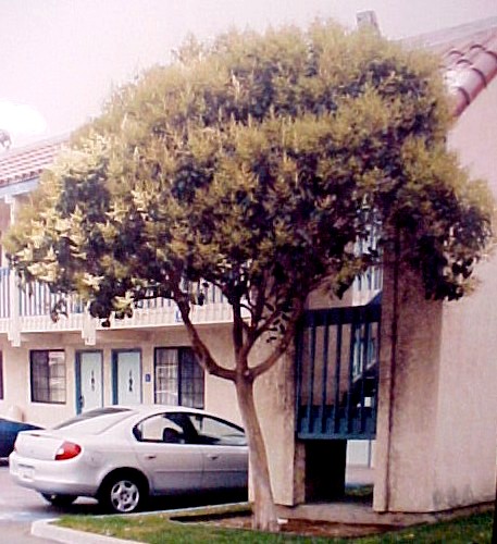 Privet blooming tree