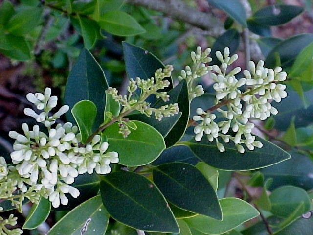 Privet flower buds