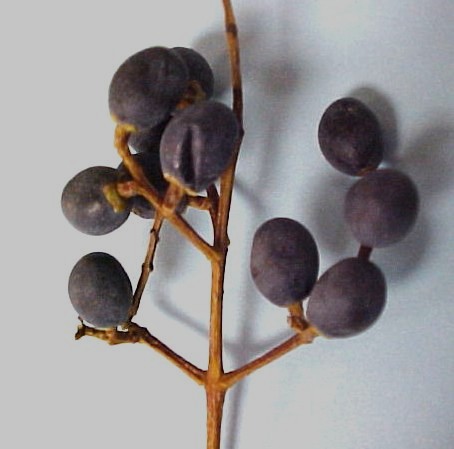 Privet fruit