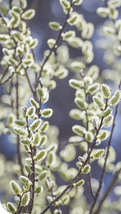 AdobeStock_242350128