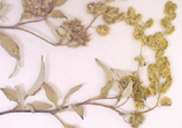 01_Ambrosia_deltoidea_branch