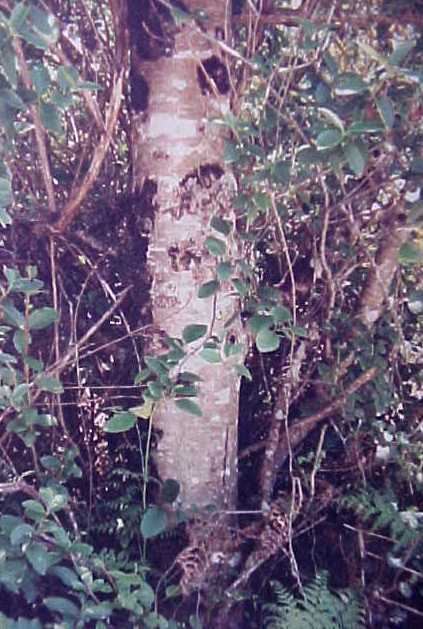 01_Red Alder trunk