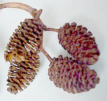 Red Alder cones