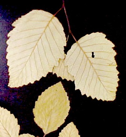 Red Alder leaves