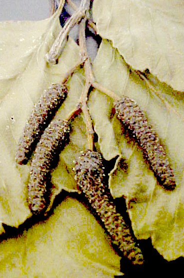 Red Alder male flwrs