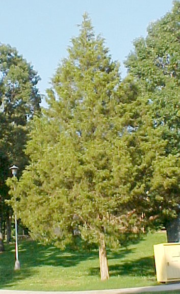 01_Red Cedar tree
