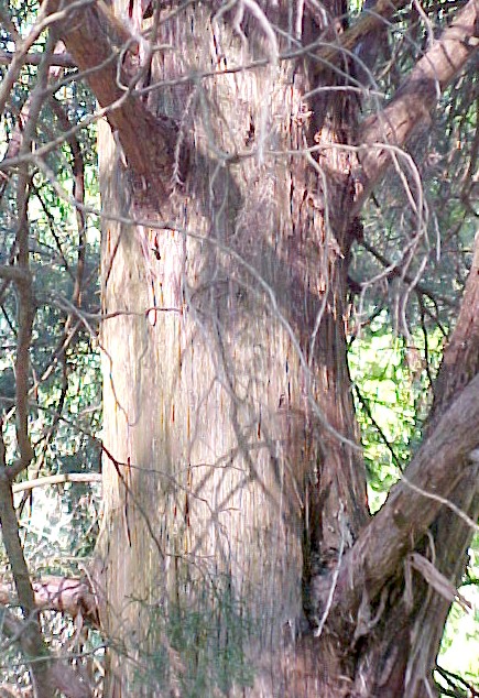 Red Cedar bark