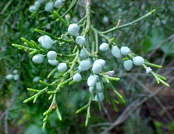 Red Cedar fruit