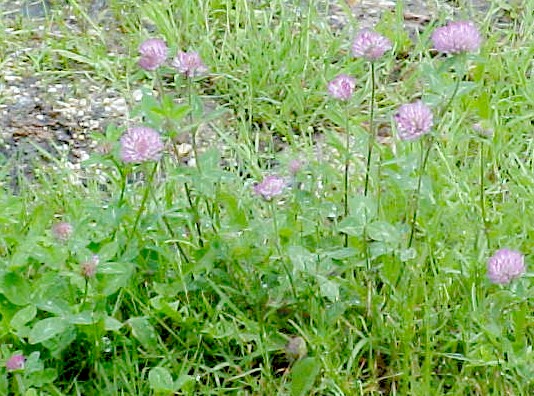 01_Red Clover group of plants