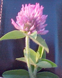 Red Clover closeup