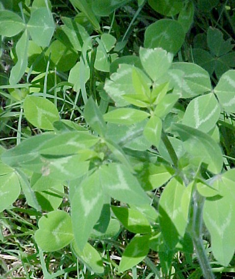 Red Clover foliage