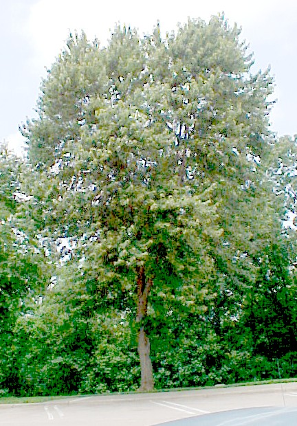 01_Red Maple tree