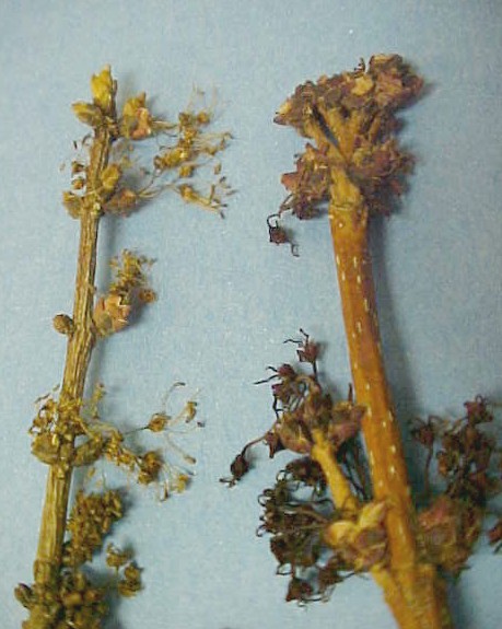 Red Maple flowers