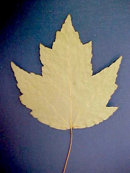 Red Maple leaf