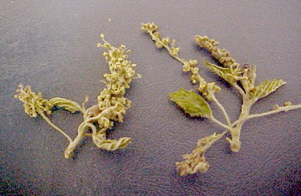 Red Mulberry flowers