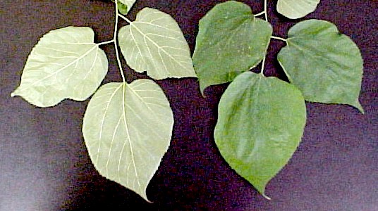 Red Mulberry leaves