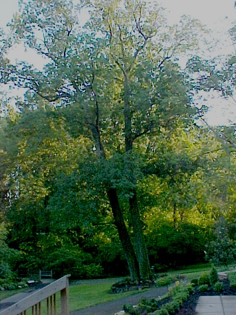 01_Red Oak tree