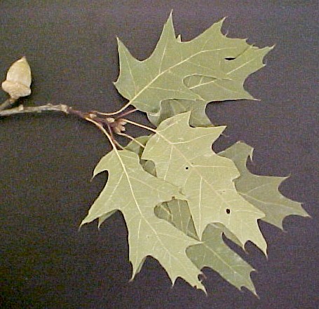 Red Oak leaves+fruit
