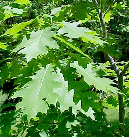 Red Oak leaves