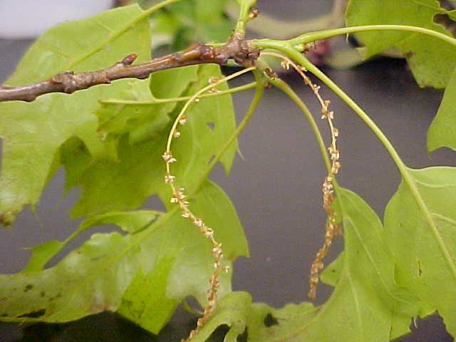 Red Oak male flowers