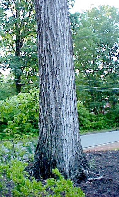 Red Oak trunk